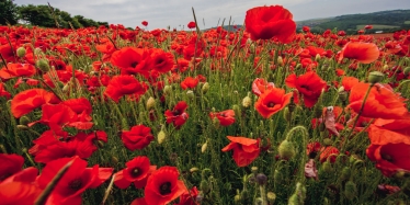 Conservative councillors represented their communities at remembrance services across South Lanarkshire